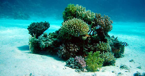 salvemos los corales del mar tatiana vega covid-19