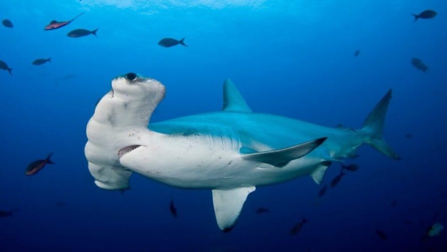 Tiburón martillo en mar azul