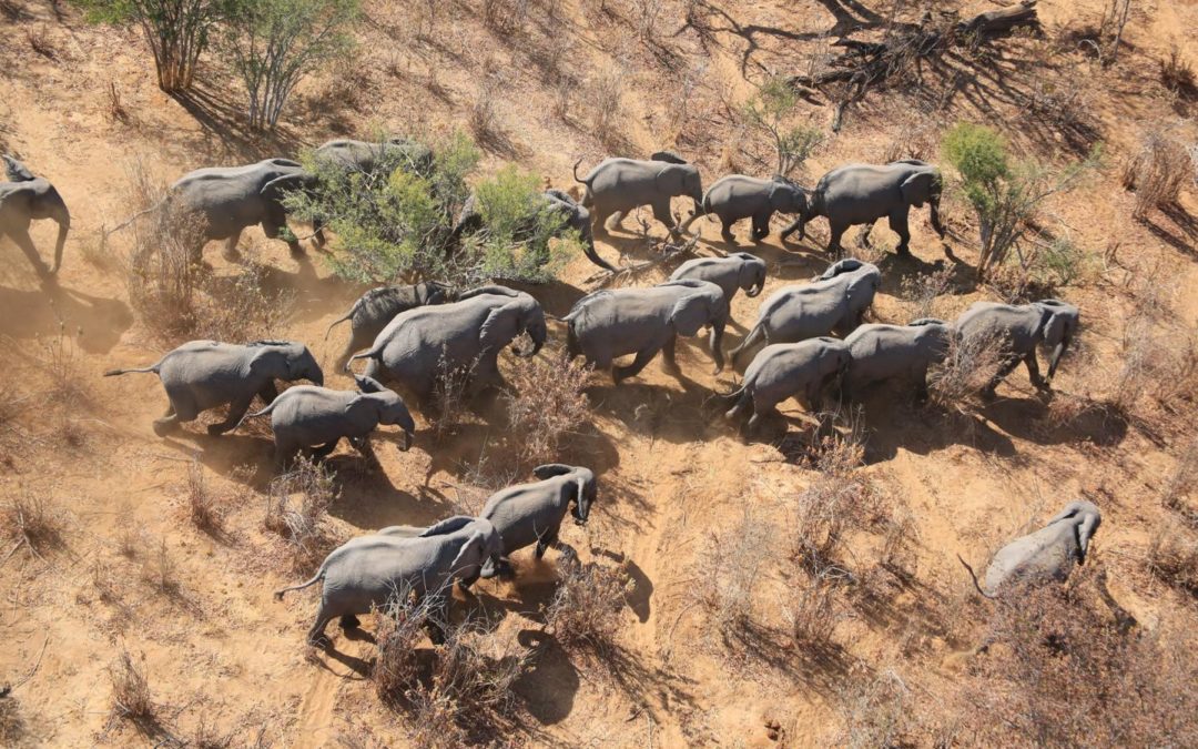 El viaje de los elefantes