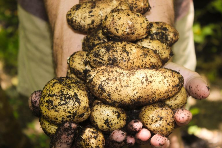 potatoes 1866415 1920 768x512