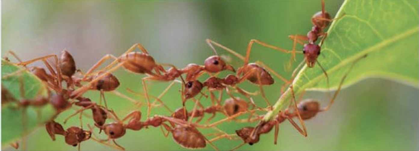 Los vecinos Los vecinos